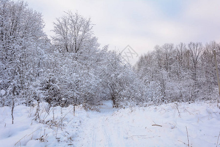 森林树木雪日风景寒冷走在森林图片