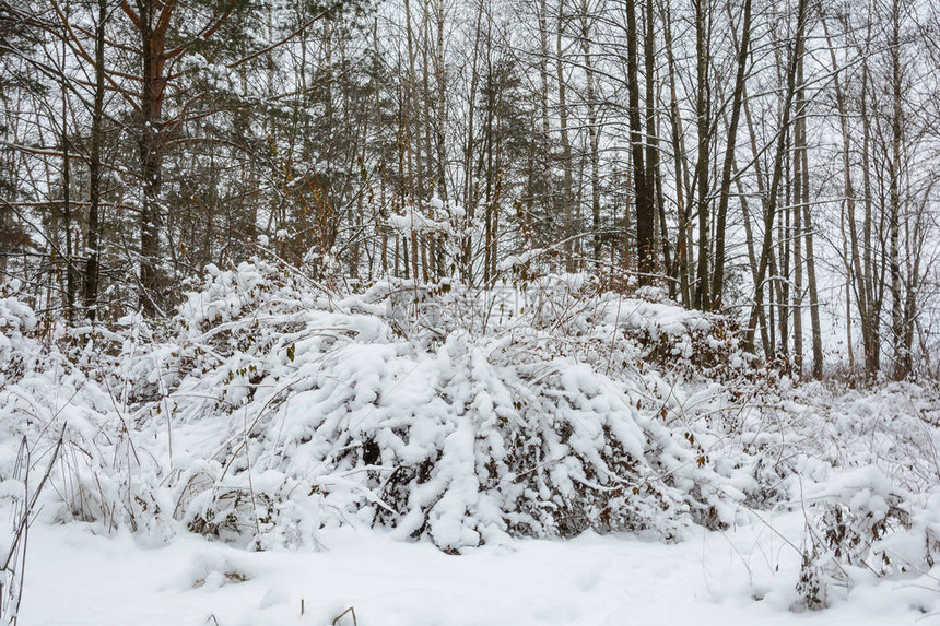 自然冬季森林格罗夫雪中的树木寒冷图片