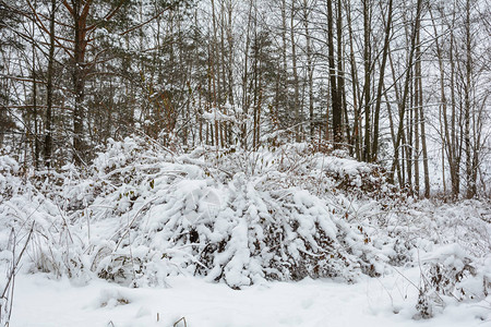 自然冬季森林格罗夫雪中的树木寒冷图片