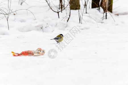 山雀是森林里冰冷的雪地上的废物图片
