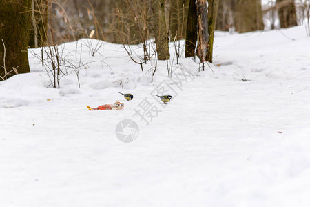 山雀是森林里冰冷的雪地上的废物背景图片
