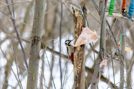 伍德派克在冬天在树林的树桩上背景图片
