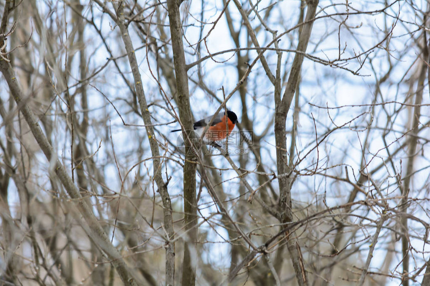 冬天红腹灰雀坐在灌木的树枝上图片