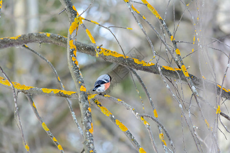 冬天红腹灰雀坐在灌木的树枝上图片