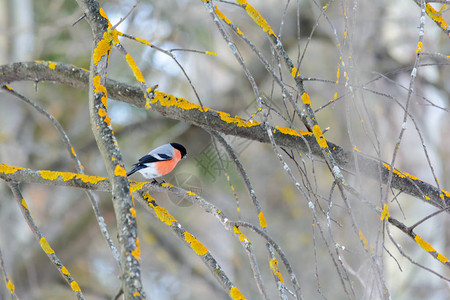冬天红腹灰雀坐在灌木的树枝上背景图片