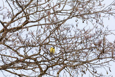 山雀冬天坐在灌木的树枝上背景图片