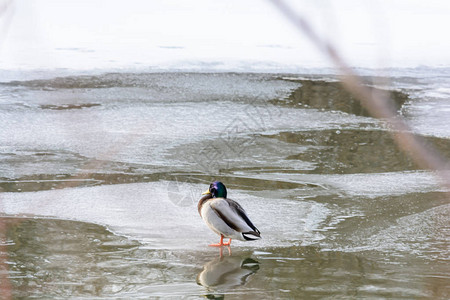 冬天野鸭站在河边的冰面上背景图片