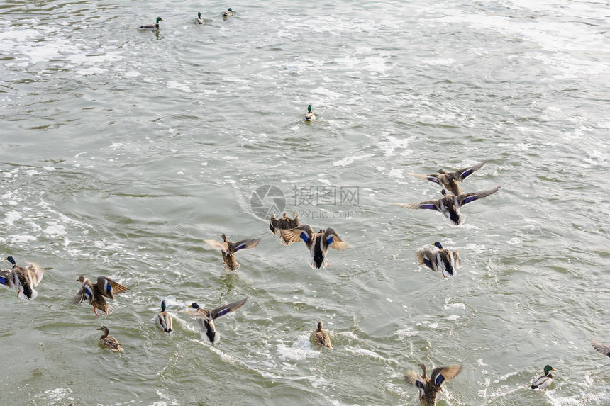 一群野鸭在冬天飞过河图片