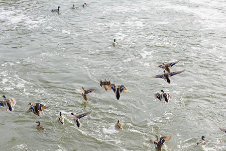 一群野鸭在冬天飞过河背景图片