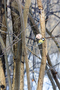 蒂特摩斯在冬天在树林的树桩背景图片
