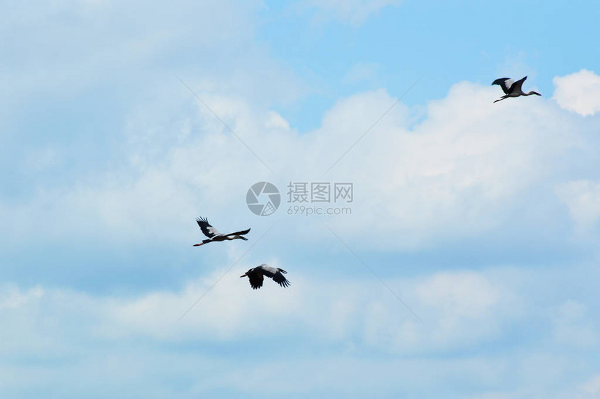 蓝天上飞翔的鸟儿三只亚洲开嘴鸟或鹳亚洲白开嘴鸟在天空图片