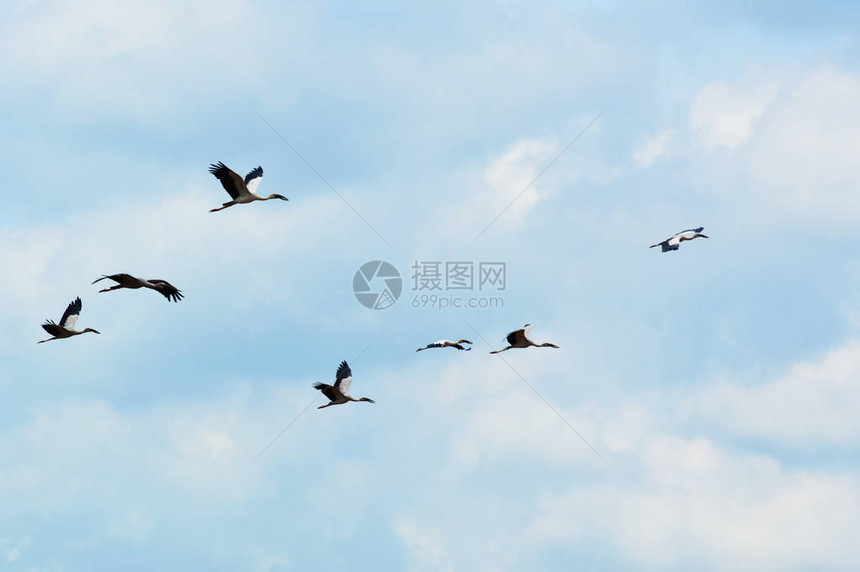 蓝天上飞翔的鸟七只亚洲开嘴鸟或鹳亚洲白开嘴鸟在天空图片