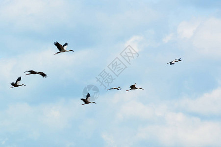 蓝天上飞翔的鸟七只亚洲开嘴鸟或鹳亚洲白开嘴鸟在天空图片