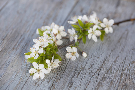 苦恼的木头上有精致的白色樱花的树枝图片