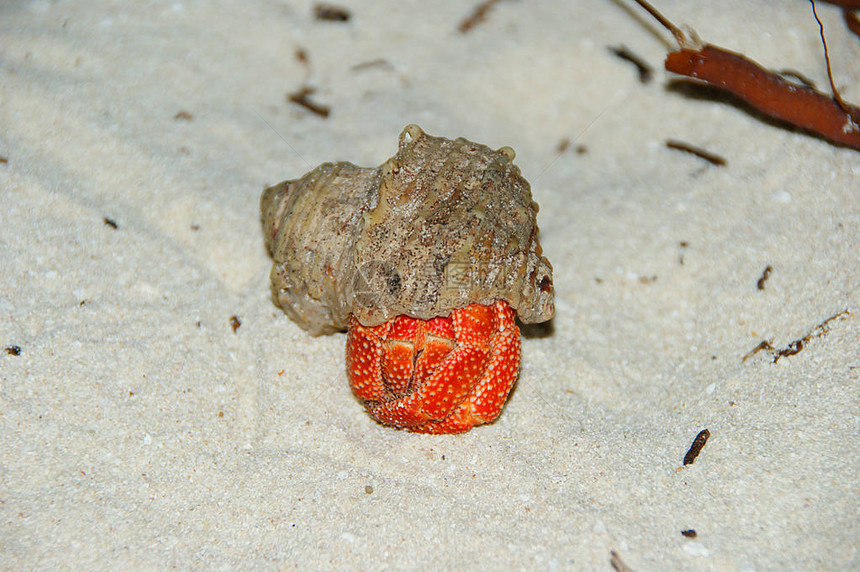 草莓土地HermitCrabCoenobitaperlatu图片