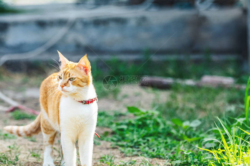 红领着可爱的红白色小猫在绿草地上观察某事日落图片