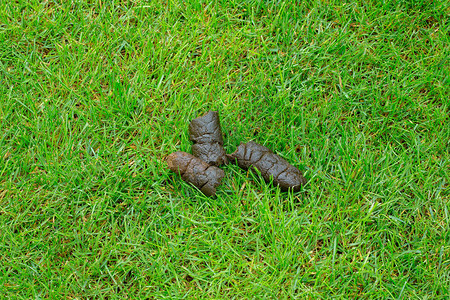 狗的粪便在绿草丛中狗便或在草坪上图片