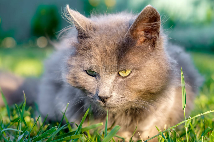 灰毛色的脾气小猫躺在绿草上图片