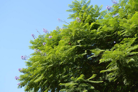 Fern树枝和蓝色天空背景的紫花图片