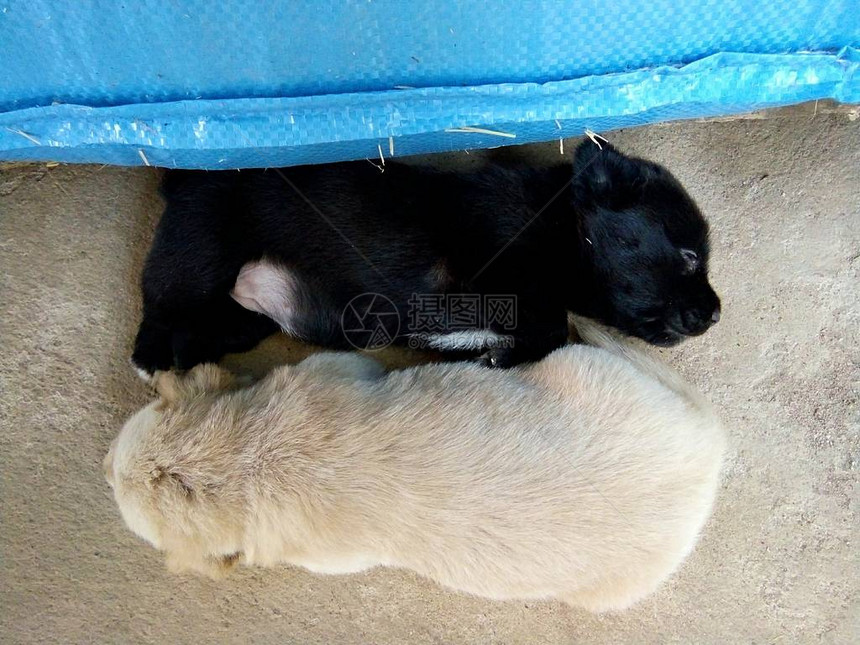 黑色和biege小狗正在谷仓里的大米袋附近睡觉泰国帕图片