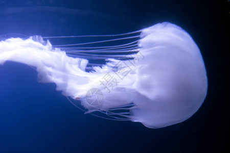 大西洋海织网水母克赖萨罗亚五角通背景图片