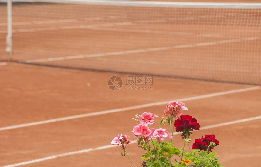 红土网球场背景上的红天竺葵花特写图片