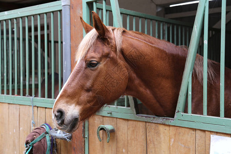 鞍马美年轻栗子马的肖像关闭在摊间盒中彩色的马和美丽的双眼装背景
