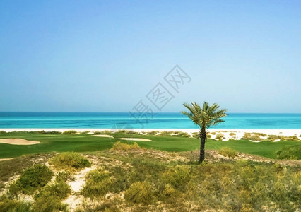 阿拉伯湾上的棕榈树萨迪亚特图片