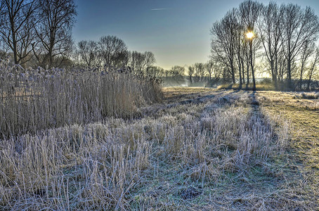 Bos森林的一个阳光明媚的冬季日子里图片
