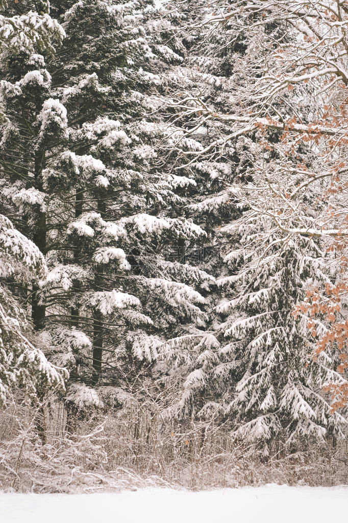 树松云杉在神奇的森林冬日雪林自然新年圣诞节rembling风景冬天背景梦幻般的童话般的神奇景观图片