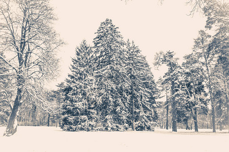 老古董照片树松云杉在神奇的森林冬日雪林自然圣诞节rembling风景冬天般的童话般的神奇景观背景图片
