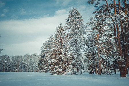天冷树松云杉在神奇的森林冬日雪林自然圣诞节rembling风景冬天背景般的童话般的神奇景观背景
