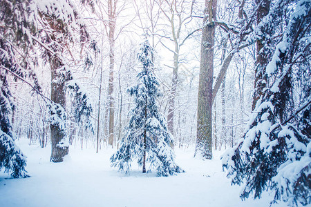 般的童话般的神奇景观在阳光明媚的冬天观赏圣诞树森林公园圣诞冬季图片