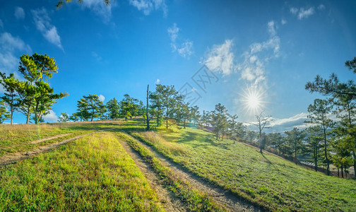 大富在高原升起时从山下松树林醒来迎来背景