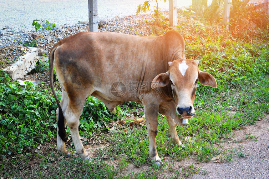 在农场放牧的奶牛亚洲养牛图片