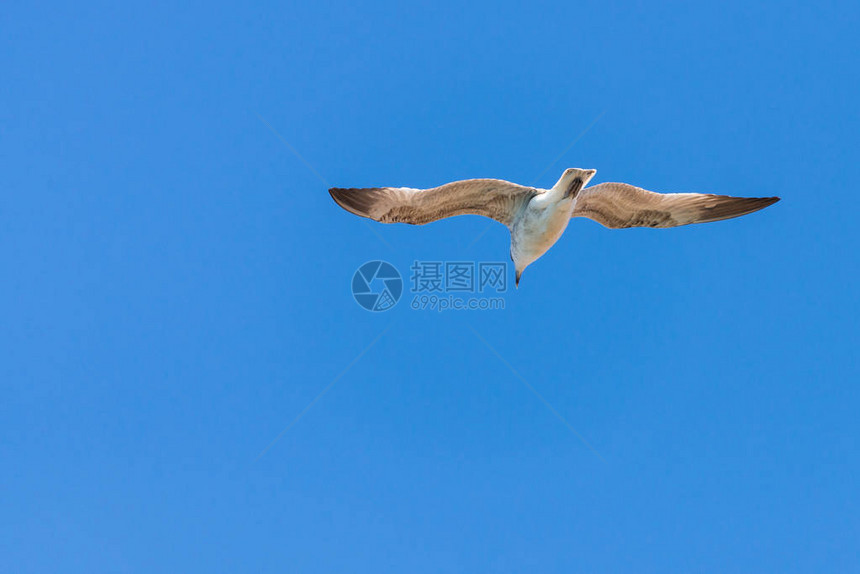 自然飞行的海鸥自然图片