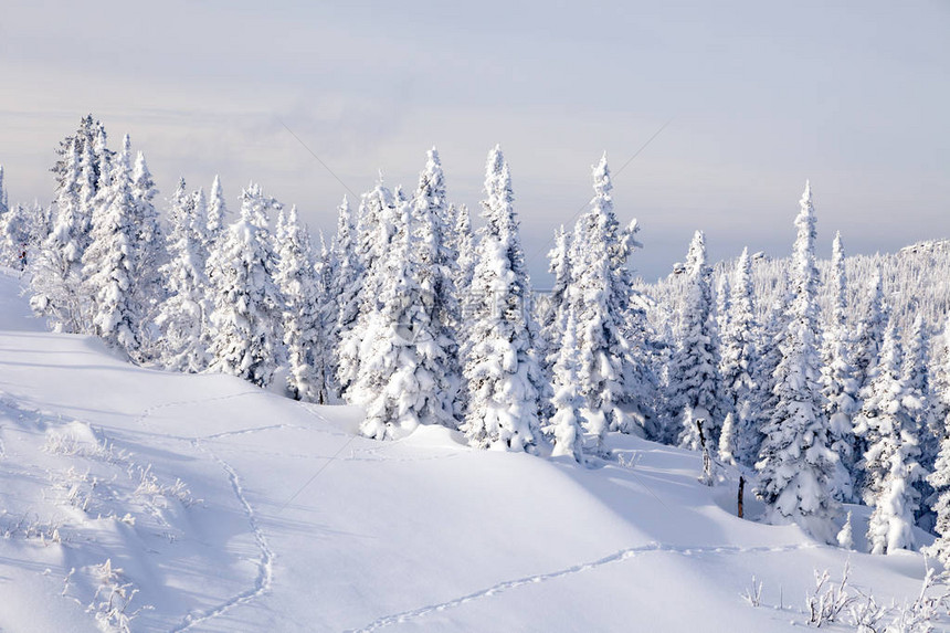 从山顶景观冬季山谷白雪皑的山峰和树木丘陵的全景风区图片