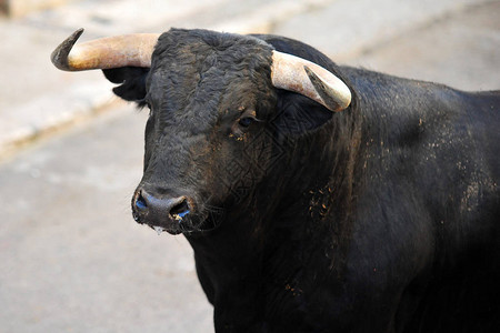 西班牙斗牛在西班牙图片