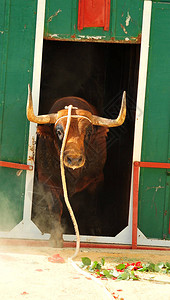 西班牙公牛长着大鹿角图片