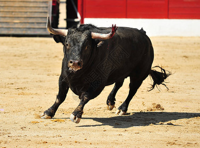 西班牙公牛长着大鹿角图片