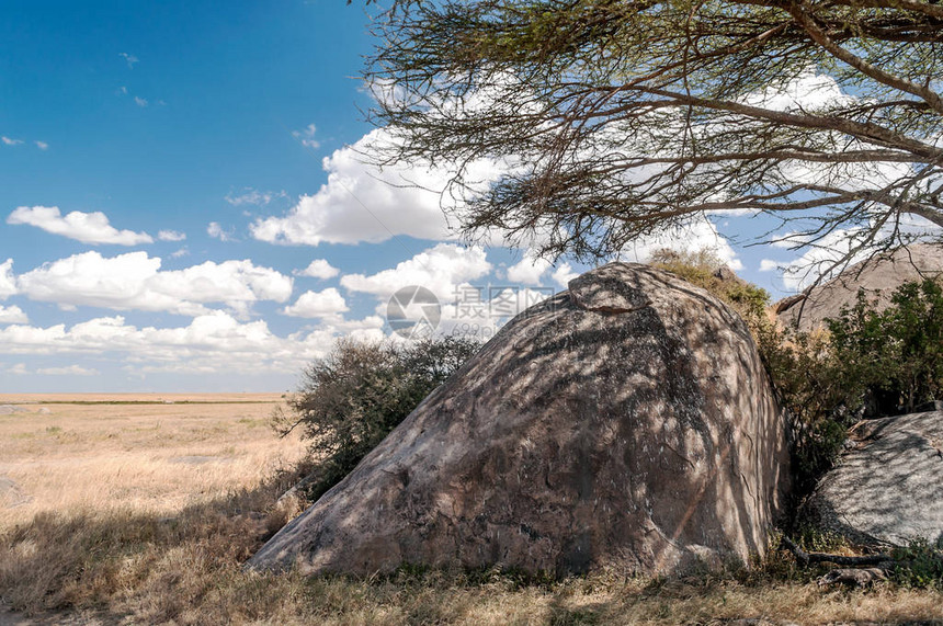 在坦桑尼亚大草原树枝上豹子图片