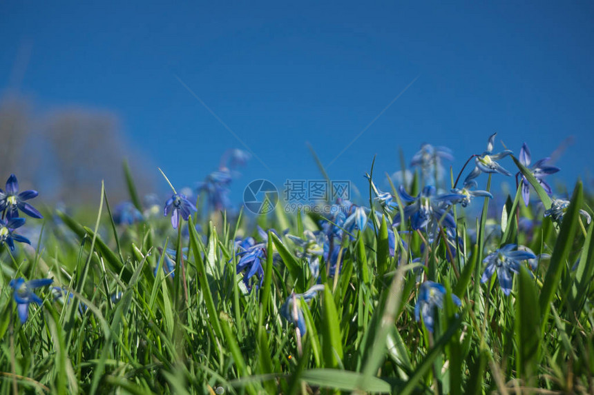 草地上的蓝色小花图片