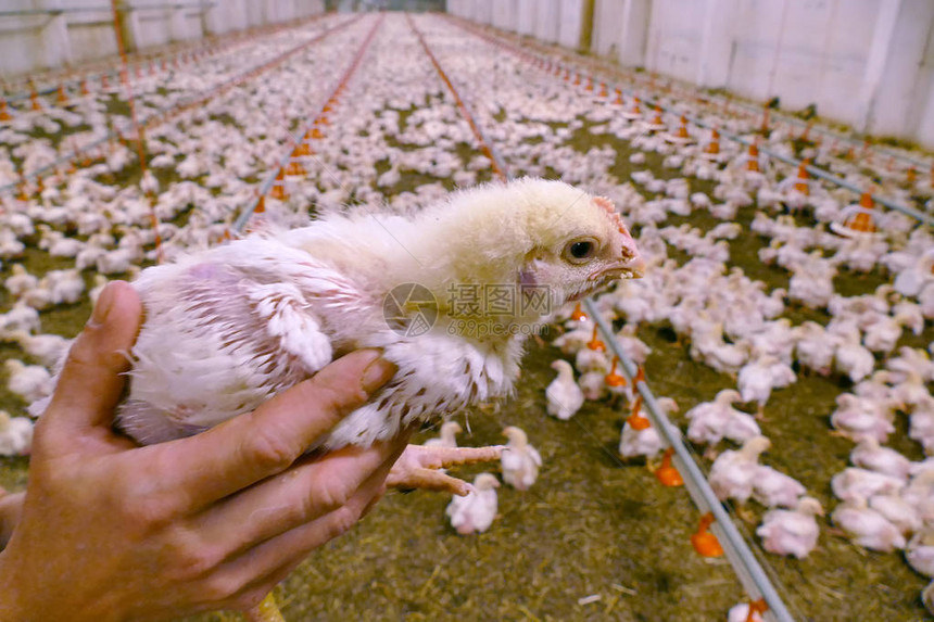 农民手中的鸡在现代家禽养殖图片