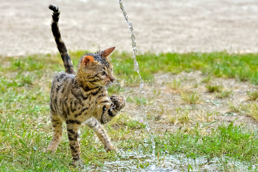 户外绿草和水流上的湿短毛条纹孟加拉猫图片