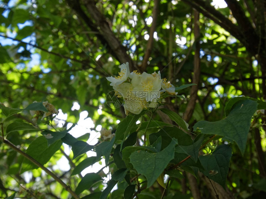 俄罗斯夏季一棵树上的图片