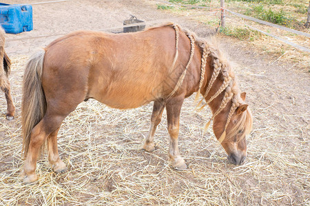 西班牙家养棕马的侧视图图片