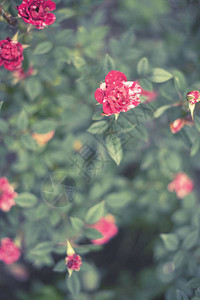 园林布花厂的红玫瑰布什模糊了背景选择焦图片