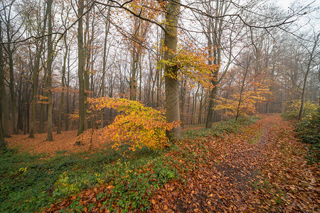 秋天穿过森林的小径路上落叶很多图片