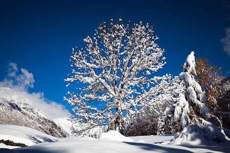 长着白雪头发的树图片