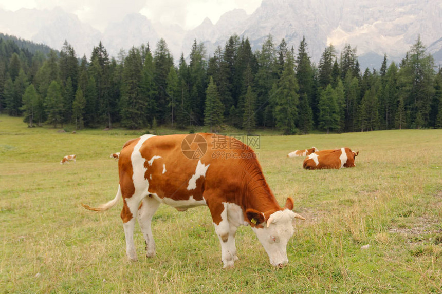 红牛在阿尔卑斯山的图片